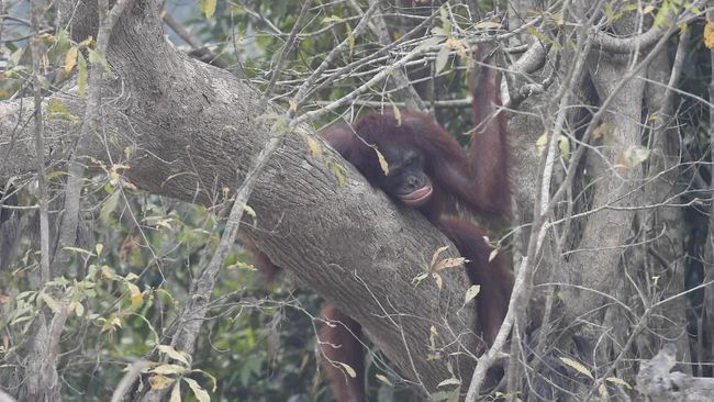 Ratusan Orangutan Derita Gangguan Pernapasan Akibat Karhutla Karhutla yang terjadi di Kalimantan turut mengancam keselamatan orangutan di pusat rehabilitasi milik Yayasan BOS.