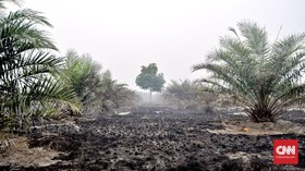 400 Ha Kawasan Konservasi Banyuasin Terbakar, Satwa Terancam
