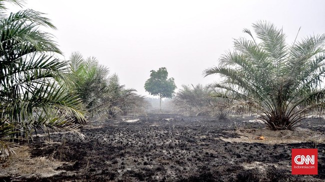 Sekitar 400 hektare lahan konservasi di Suaka Margasatwa Padang Sugihan, Banyuasin, Sumsel hangus akibat karhutla dalam 10 hari terakhir.