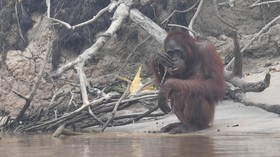 Viral Orang Utan Masuk Permukiman Warga di Paser Kaltim