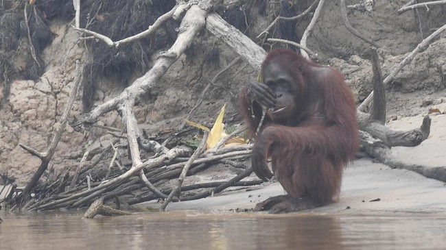 Seekor Orang Utan yang masuk ke permukiman warga di Penajam Paser Utara, Kaltim berjalan-berjalan di wilayah desa dan sudah pergi lagi ke dalam hutan.