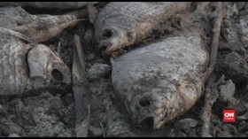 VIDEO: Cuaca Panas Bikin 10 Ribu Ikan di Yunani Mati