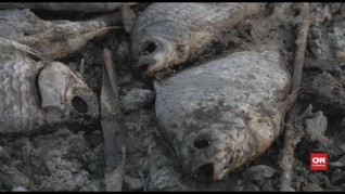 VIDEO: Cuaca Panas Bikin 10 Ribu Ikan di Yunani Mati