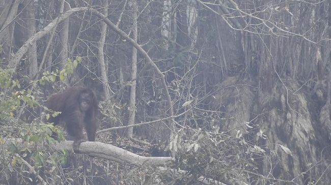 Orang Utan Muncul di Jalan Raya, Diduga Habitat Kian Tergerus Tambang