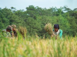 Kementan Klaim Panen Beras Surplus 6,4 Juta Ton, DPR: Yakin?