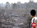 Pemburu Harta Sriwijaya Bangun 'Kampung' di Bekas Karhutla