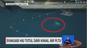 VIDEO: Evakuasi Hiu Tutul dari Kanal Air PLTU