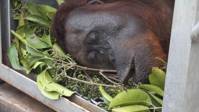 Seekor Orangutan berukuran besar ditemukan dalam kondisi tak sadar di Desa Kuta Pengkih, Karo, Sumut. Setelah dirawat satu hari, Orangutan itu tewas.