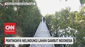 VIDEO: Pentingnya Melindungi Lahan Gambut Indonesia