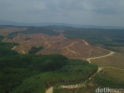 Kapan Lahan Sukanto Tanoto Dilepas untuk Ibu Kota Negara?