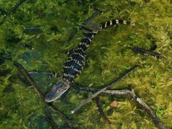 Detik-detik Kawanan Reptil Besar Ditemukan dalam Rumah
