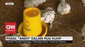 VIDEO: Pasal 'Aneh' Dalam RUU KUHP