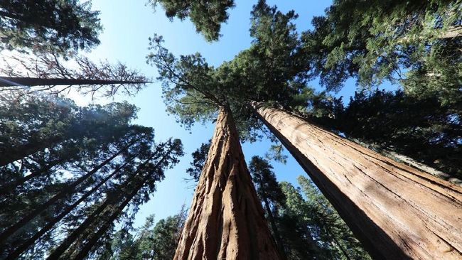 Pepohonan purba ini tumbuh di Sierra Nevada, California. Namun perubahan iklim dan kebakaran hutan mengancam eksistensinya.
