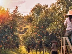 WHV Adalah Working Holiday Visa, Ini Syarat, Manfaat, dan Destinasi Terbaik