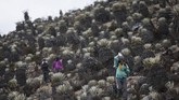 FOTO: Meneliti Gletser Terakhir di Venezuela Ilmuwan mempelajari perubahan suhu dan kehidupan di gletser Humboldt, Venezuela.