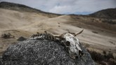 FOTO: Meneliti Gletser Terakhir di Venezuela Ilmuwan mempelajari perubahan suhu dan kehidupan di gletser Humboldt, Venezuela.