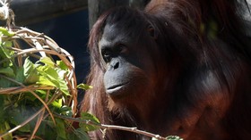 LIPI: Habitat Orangutan Terancam, Upaya Konservasi Mendesak