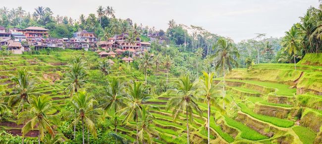 Wisata Ke Persawahan Indah Kaya Sejarah Di Tegalalang