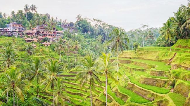 Selain kaya akan sejarah, persawahan Tegalalang di Bali juga menjadi lokasi menatap 'sunset' terbaik di Bali.
