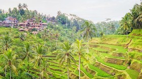 Wisata ke Persawahan Indah Kaya Sejarah di Tegalalang