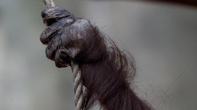 Beberapa Hewan Diprediksi Punah di 2050, Termasuk Orang Utan?