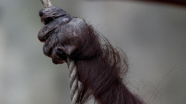 Orang utan kurus kering turun ke jalan diduga karena habibatnya dirusak. Negara diminta menyelamatkan satwa dilindungi itu.