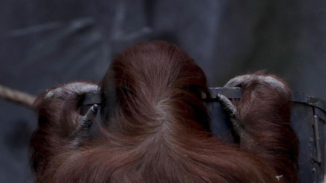 Orangutan Sumatra bernama Inji mati di usia 61 tahun, durasi usia yang langka dalam spesiesnya. Ia bahkan sudah memiliki anak dan cucu.