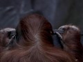 Orangutan Tertua di Dunia Mati, Staf Kebun Binatang Berduka