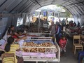 Korban Meninggal Gempa Maluku Bertambah Jadi 31 Orang