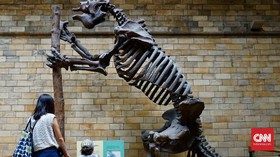 Belajar Soal Nyamuk sampai T-Rex di Natural History Museum
