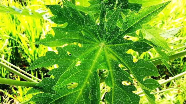 Selain dagingnya yang enak, daun pepaya juga punya banyak khasiat. Apa saja manfaat daun pepaya?