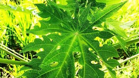 5 Tanaman Obat untuk Atasi DBD