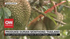 VIDEO: Produksi Durian Monthong Thailand