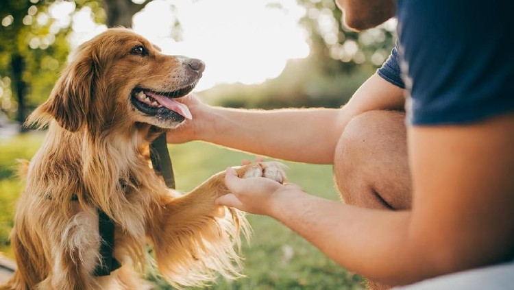 Tangan dan kakinya harus diamputasi setelah dijilat anjing kesayangannya. Bahkan, sebagian wajahnya harus rusak akibat infeksi berbahaya.