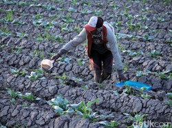 Ancaman Kekeringan Akibat Kemarau di Bandung