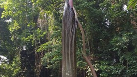 Mengenal Bunga Bangkai Raksasa yang Akan Mekar di Kebun Raya