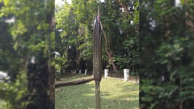Bunga Bangkai Raksasa akan Mekar di Kebun Raya Bogor