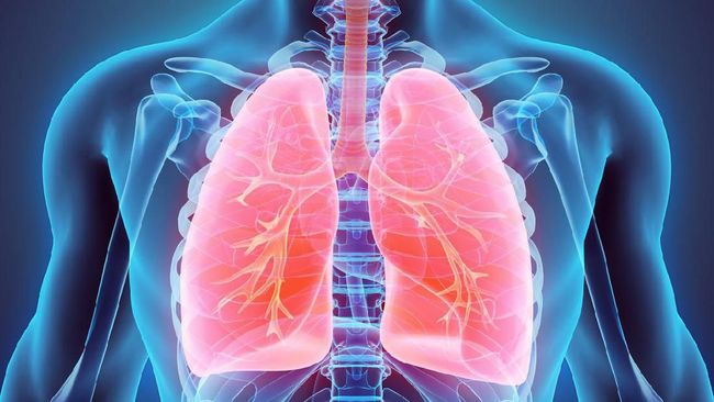 3D illustration of Lungs - Part of Human Organic.