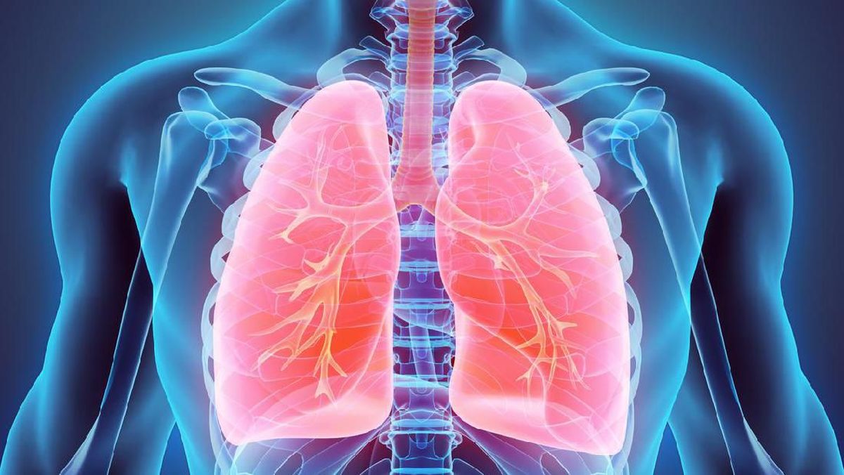 6 Organ Dalam Tubuh Manusia Lengkap Bagian-bagian dan Fungsinya