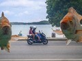 Tahun Lalu Dikunjungi 9 Juta Turis, Kini Phuket Kota Hantu