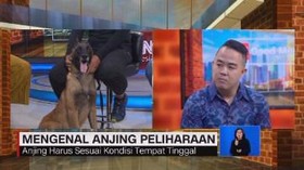 VIDEO: Mengenal Karakter Anjing Peliharaan