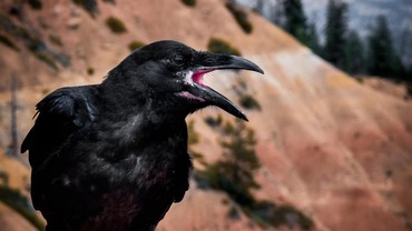 img-title Makna Suara Burung Gagak di Lagu 'Entah Apa yang Merasukimu'