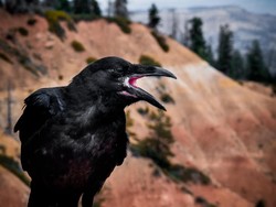 7 Mitos Burung Pembawa Sial yang Masih Dipercaya Sebagian Masyarakat