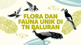 INFOGRAFIS: Flora dan Fauna Unik di TN Baluran