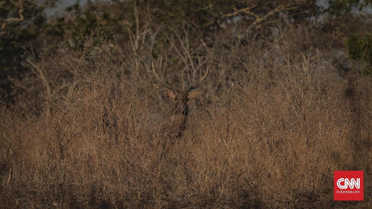 FOTO: Afrika di Timur Jawa