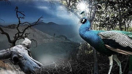 Sabana dan Api Biru di Pulau Jawa