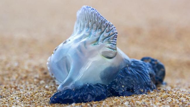 Ubur-ubur jenis Bluebottle yang terdampar di Pantai Pariaman diketahui memiliki racun yang mematikan, sehingga warga dan wisatawan diminta waspada.