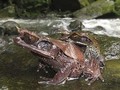 LIPI Ungkap Jenis Burung, Katak, dan Kodok yang Bakal Punah