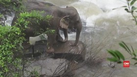 VIDEO: Enam Gajah Liar Tewas Tergelincir di Air Terjun