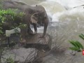VIDEO: Enam Gajah Liar Tewas Tergelincir di Air Terjun
